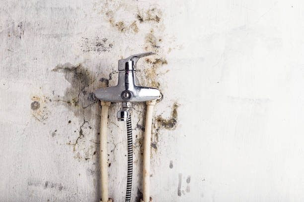 Best Mold Removal Company Near Me  in Akron, NY