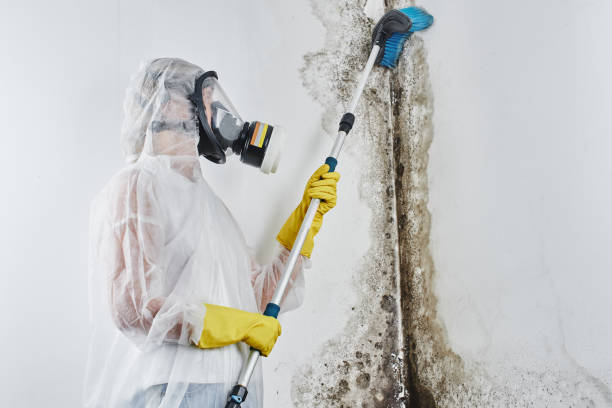 Attic Mold Removal in Akron, NY