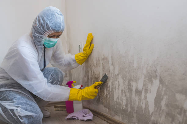 Best Commercial Mold Removal  in Akron, NY