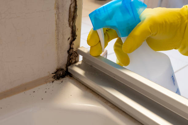 Best Mold Removal Process  in Akron, NY