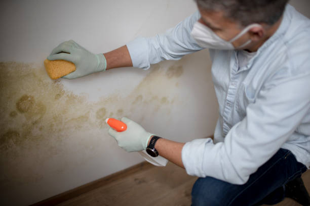 Best Local Mold Removal Service  in Akron, NY