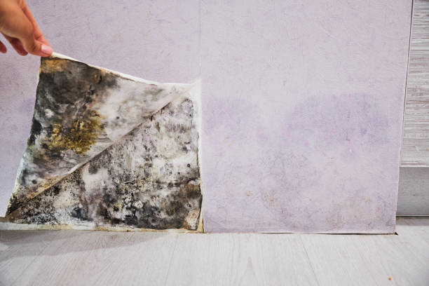 Best Office Mold Removal Services  in Akron, NY